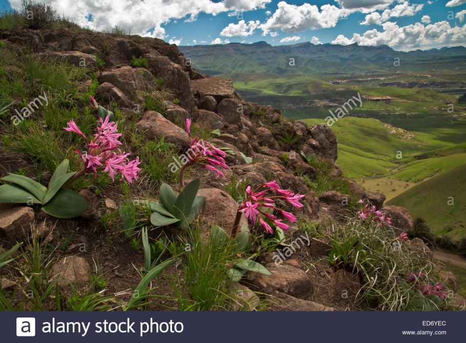 Амариллис Трес Бель