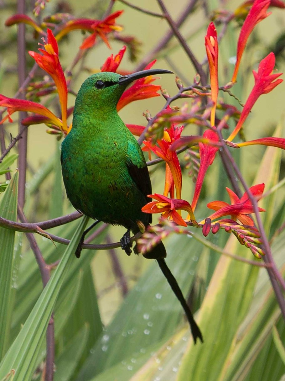 Лилия Израиль