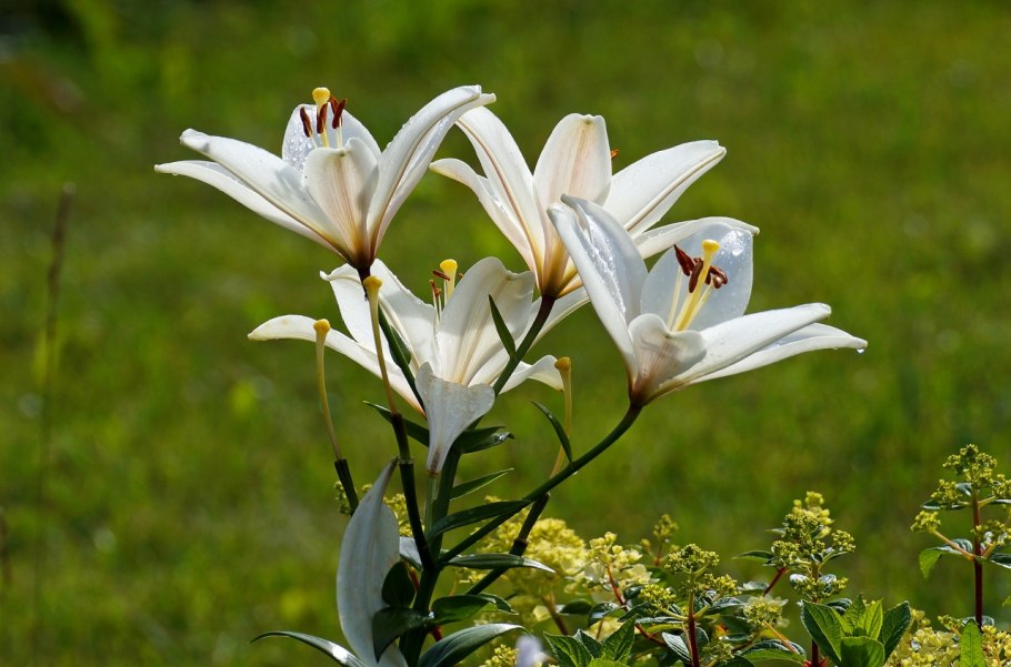 Лилия цветок