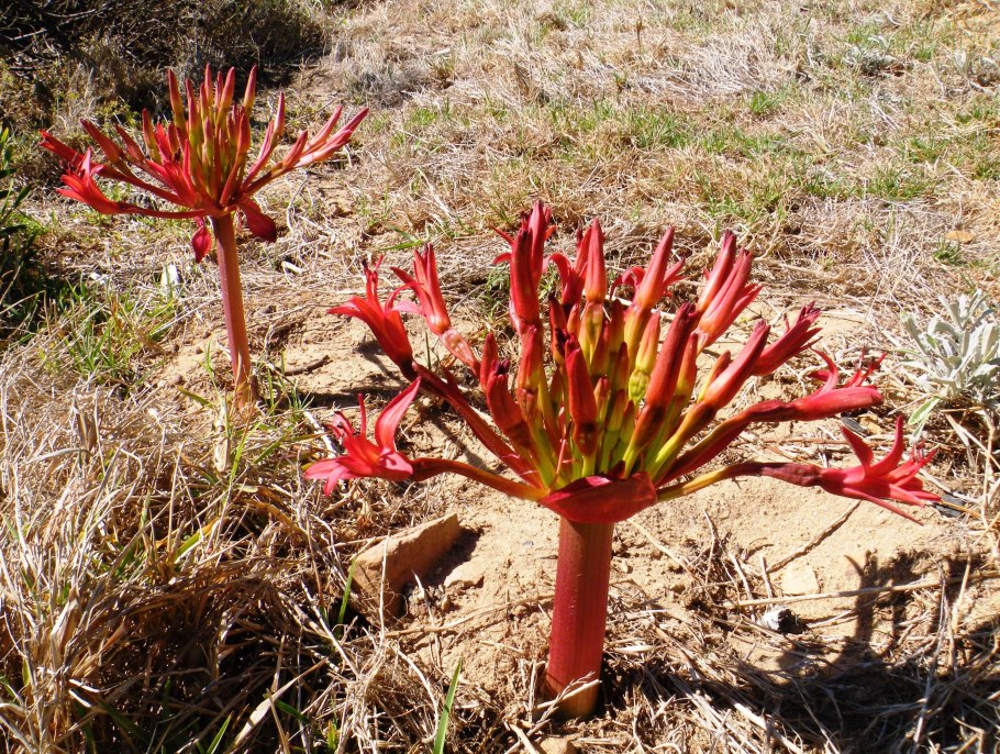 Brunsvigia litoralis