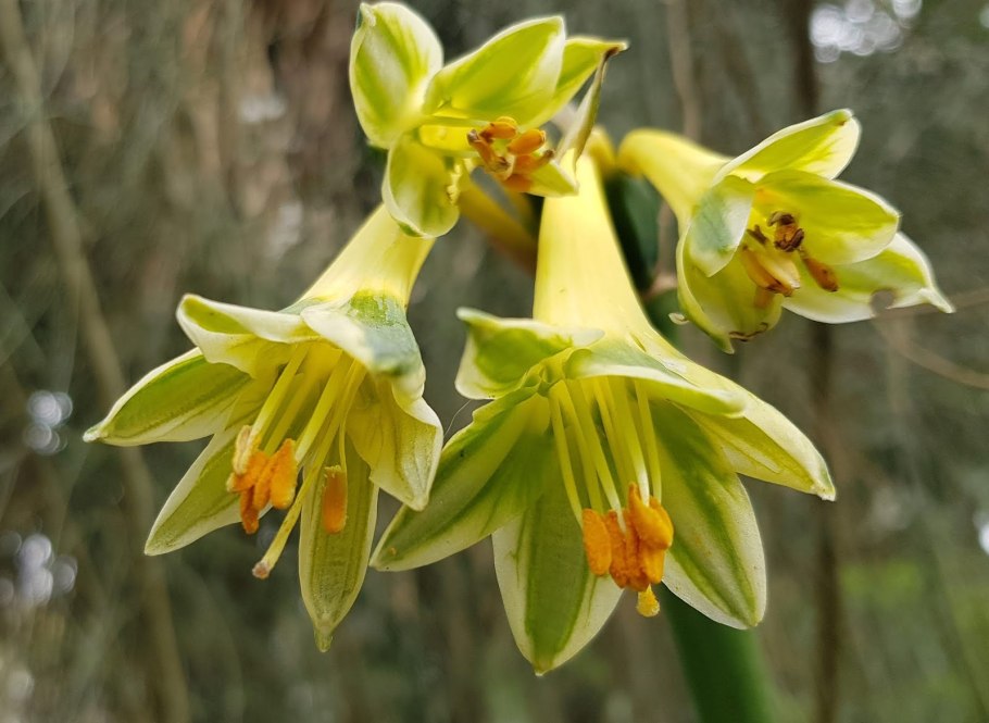 Санта Ирия остров