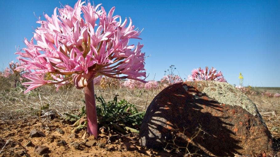 Брунсвигия дерево Лилия