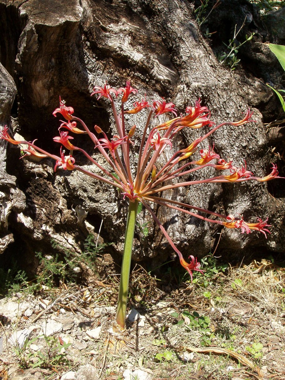 Brunsvigia grandiflora