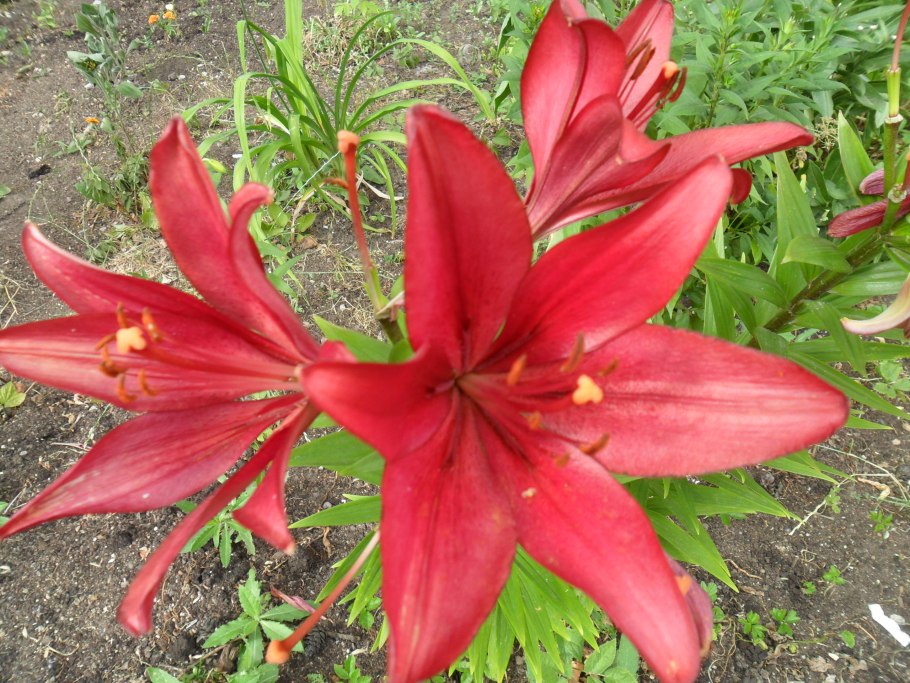 Клематис Clematis Taiga