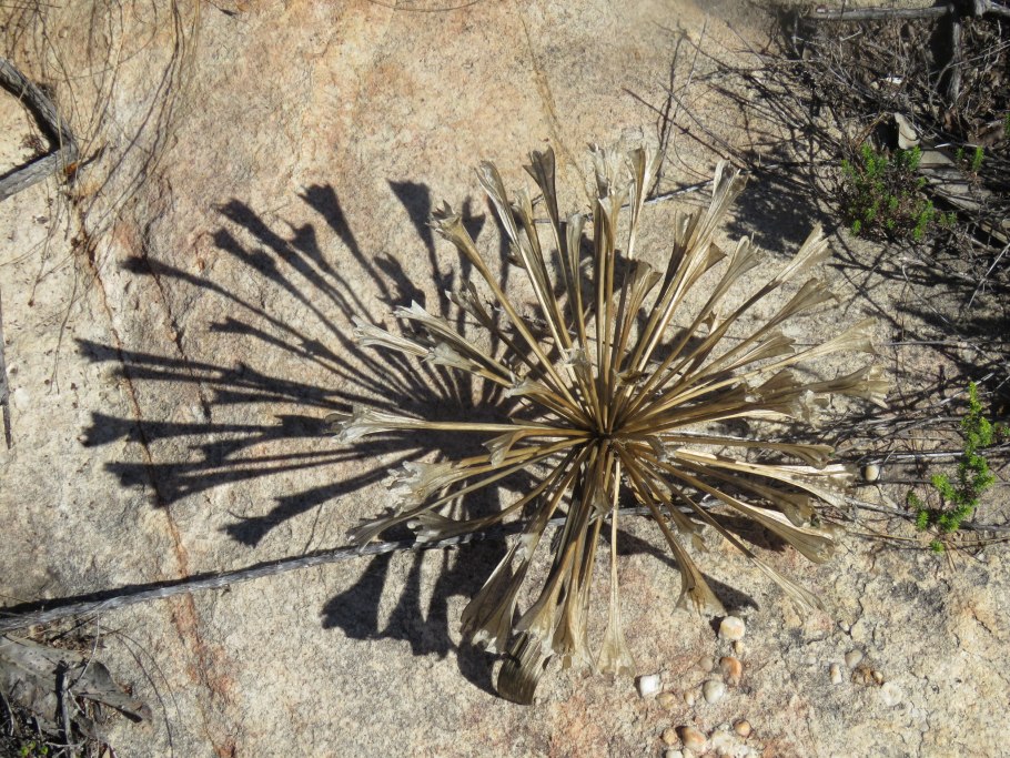 Брунсвигия крупноцветковая