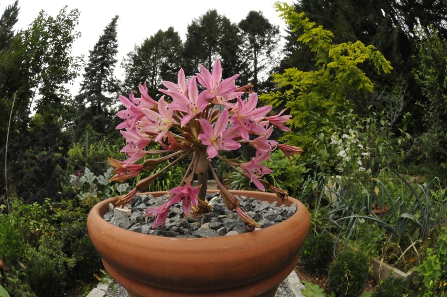 Brunsvigia grandiflora