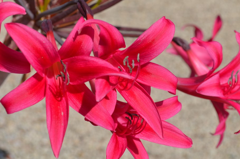 Абелия крупноцветковая