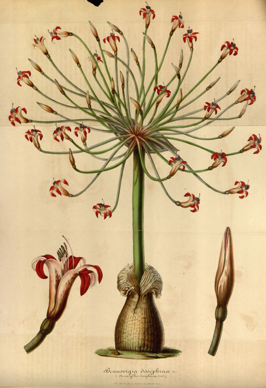 Ботаническая иллюстрация