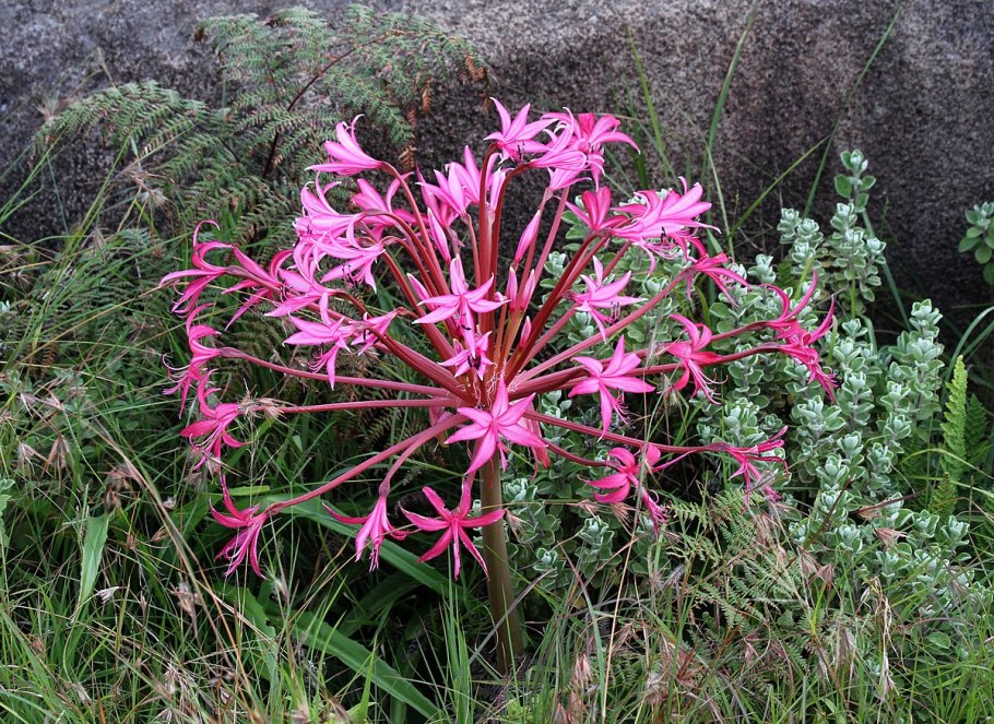 Brunsvigia grandiflora