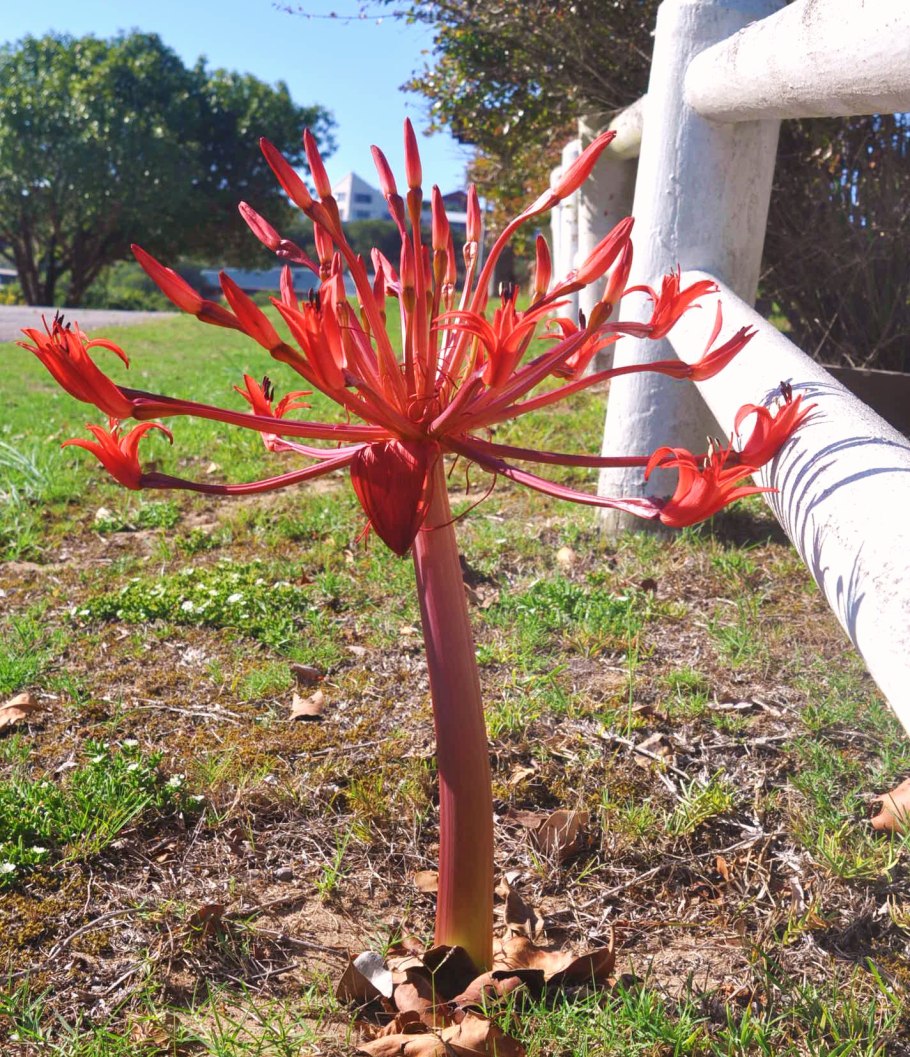 Brunsvigia elandsmontana