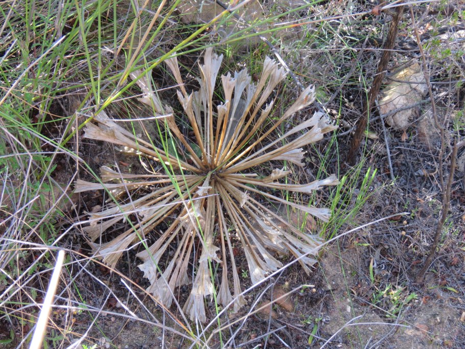 Brunsvigia grandiflora уход в домашних условиях