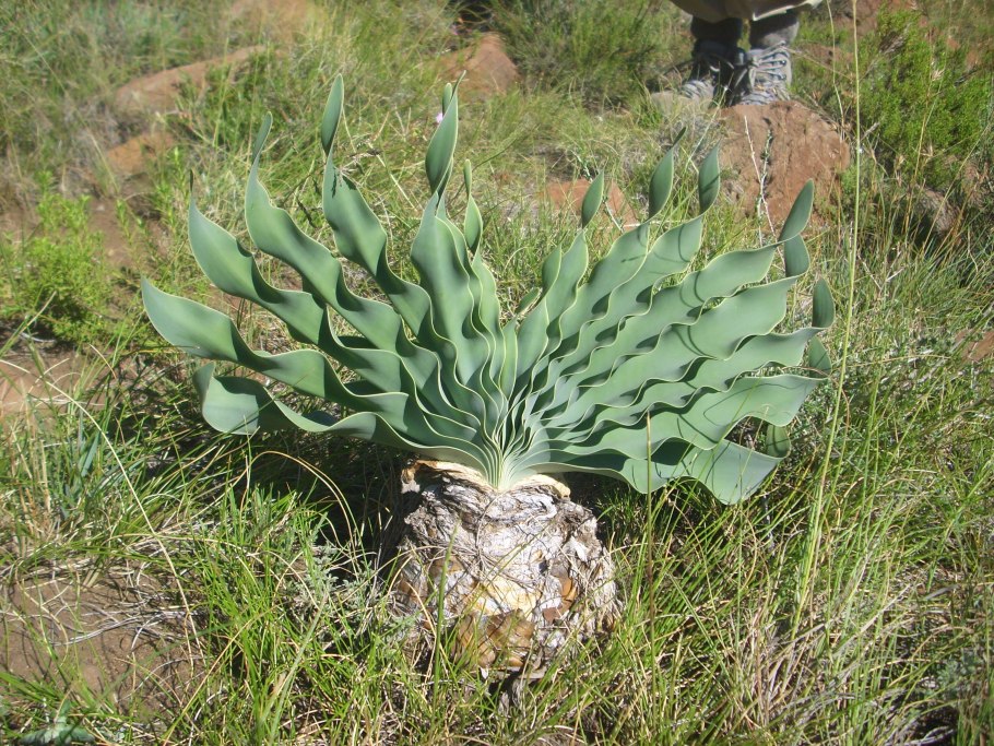 Эуфилия Дивиса