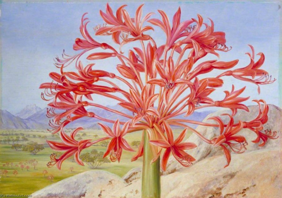 Великолепие Южной Африки- Брунсвигия.еще его называют дерево -Лилия.