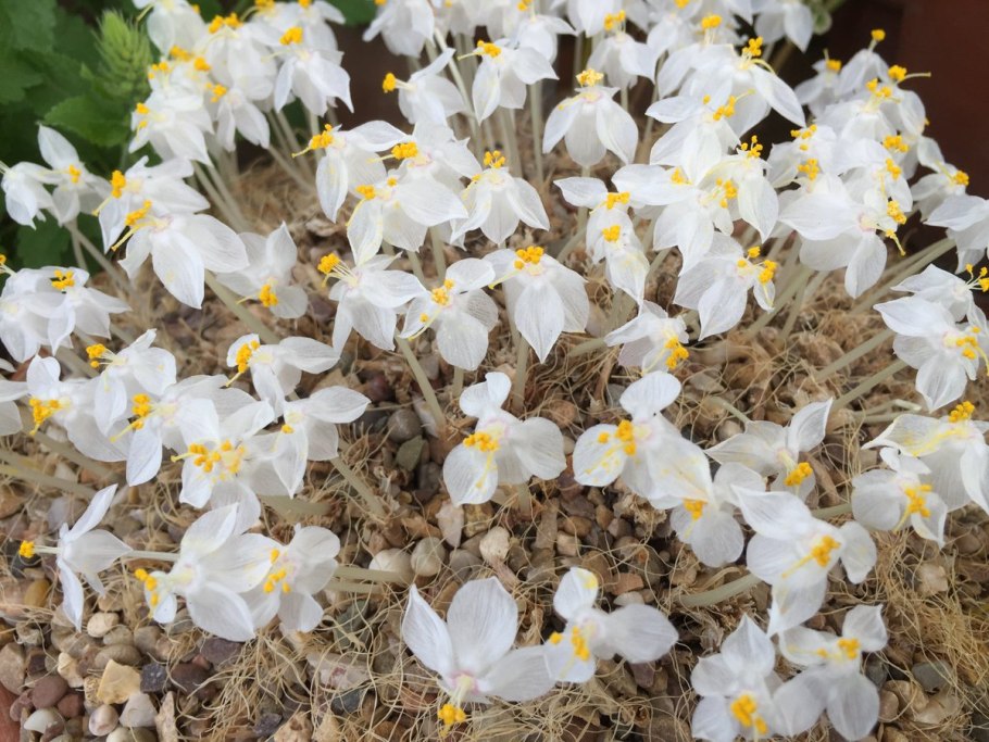 Примула юлии белая