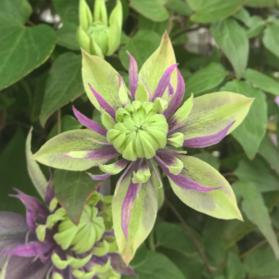 Портулак Happy hour