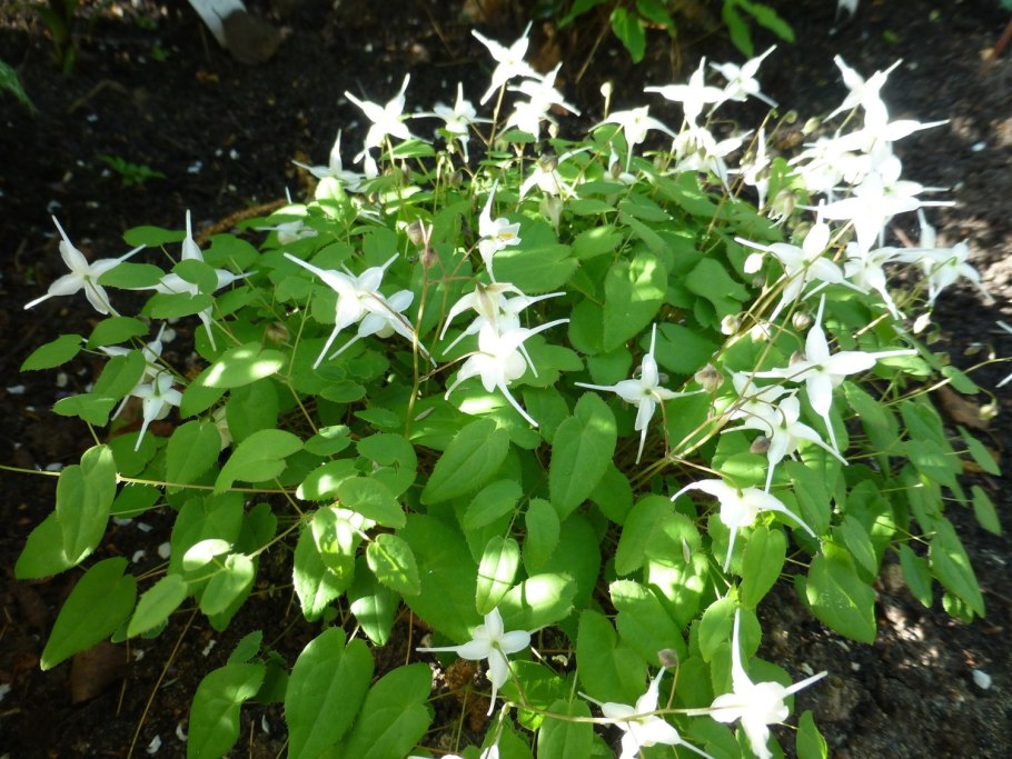 Brunsvigia radulova купить в Москве