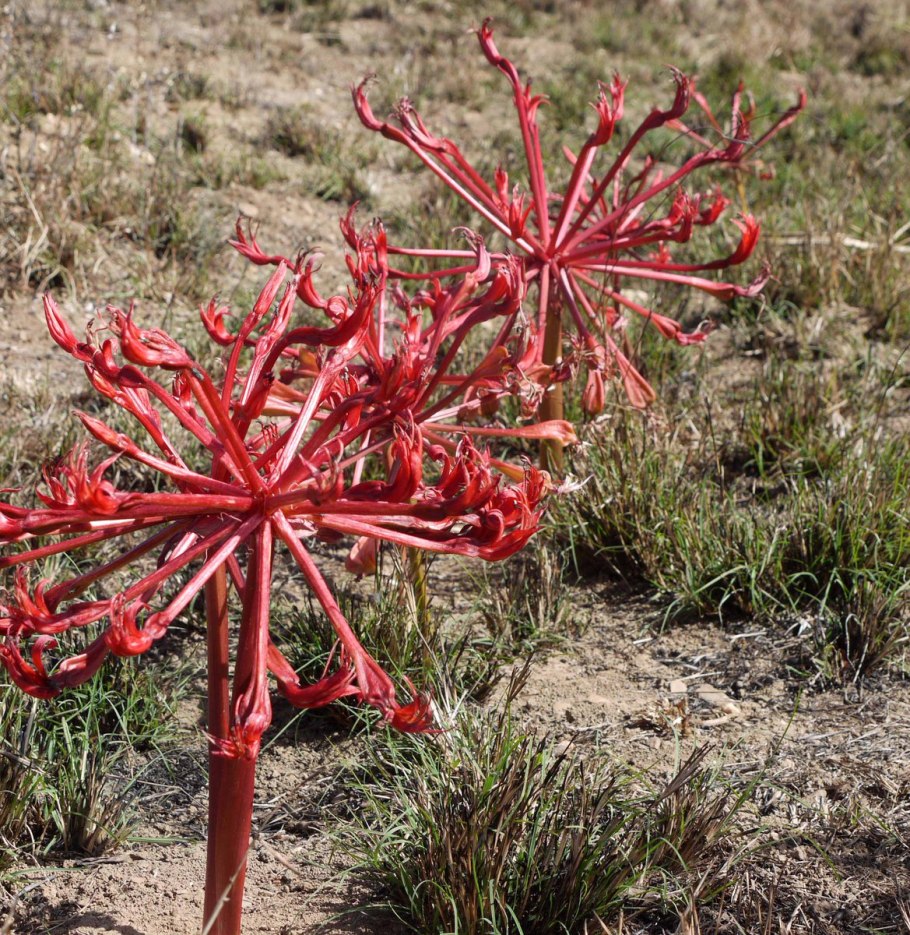 Брунсвигия дерево Лилия
