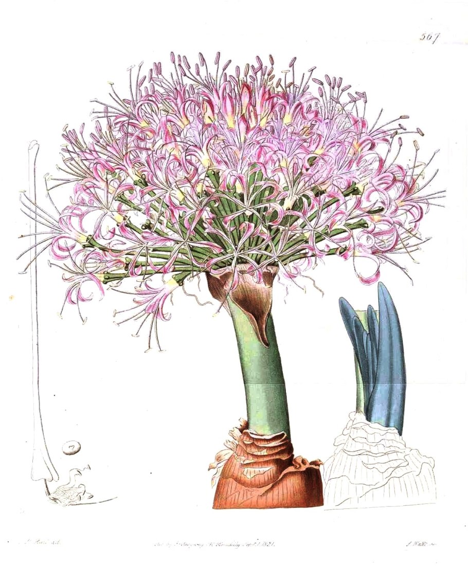 Dudleya caespitosa