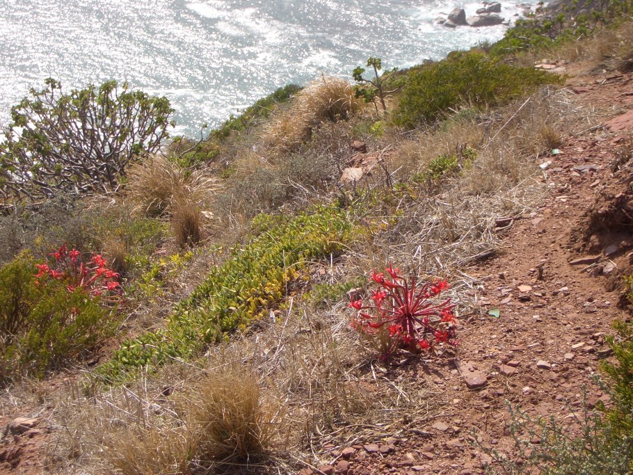 Цветок Брунсвигия