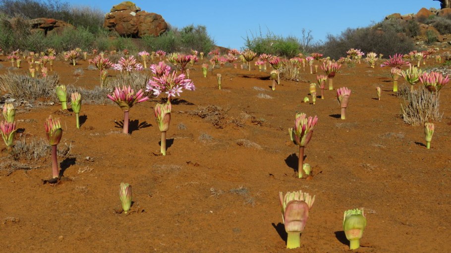 Brunsvigia grandiflora