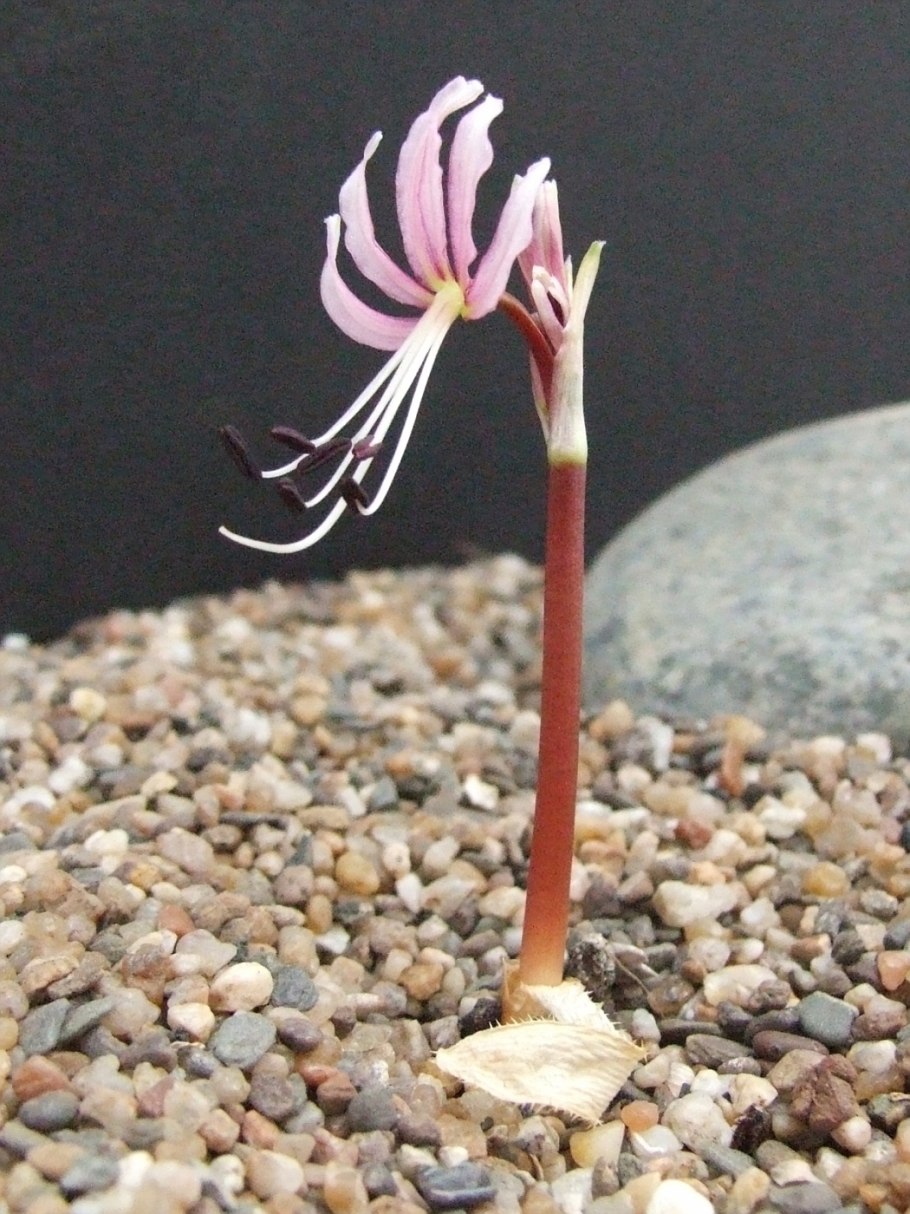 Лилия азиатская Фанжио