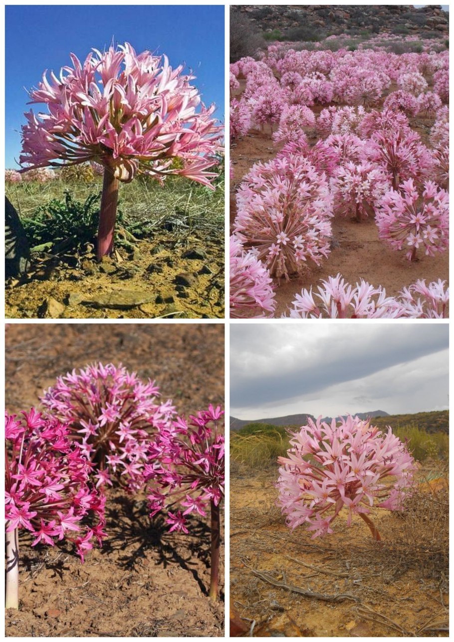 Амариллис белладонна садовый