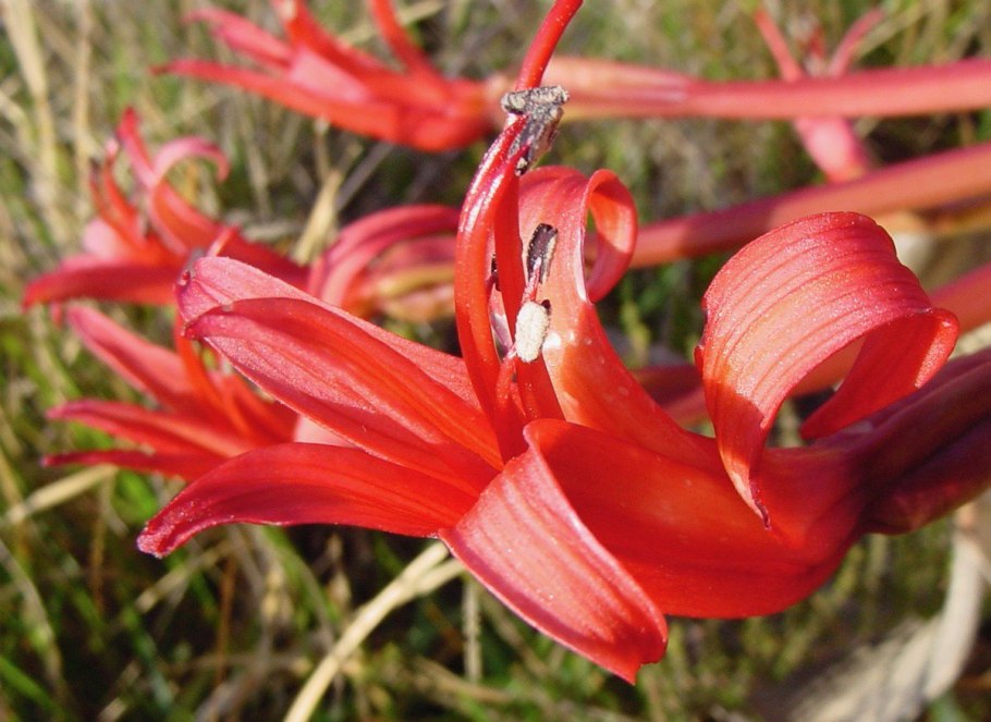 Brunsvigia grandiflora