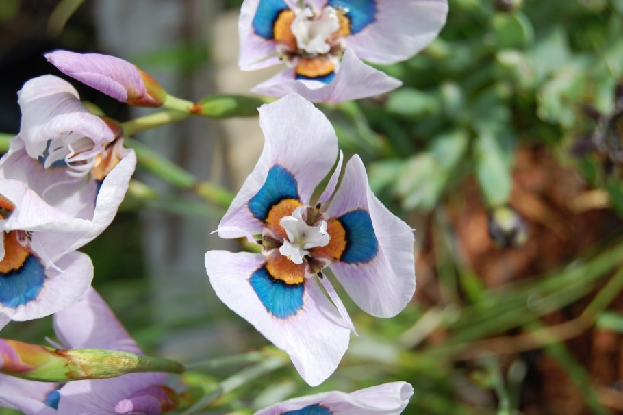 Phaedranassa Eucrosia