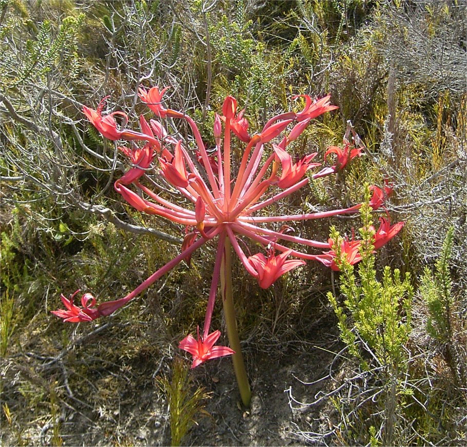 Brunsvigia grandiflora