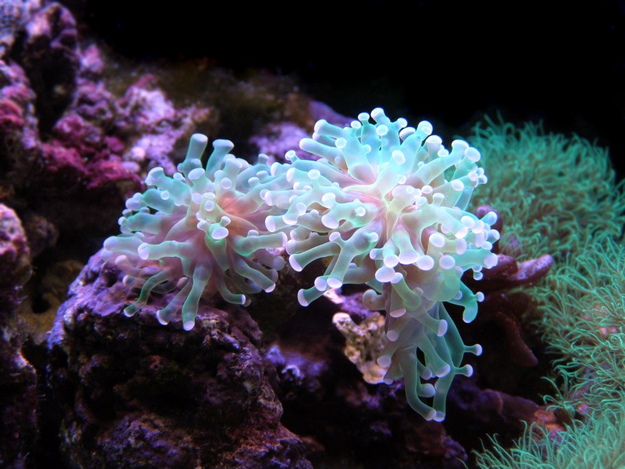 Горянка grandiflorum белая