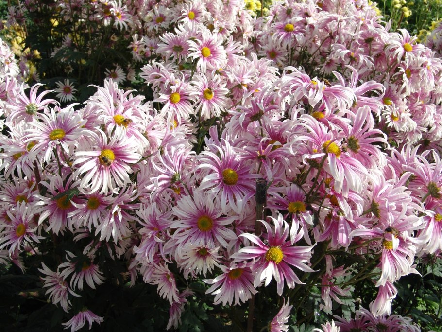 Pinguicula grandiflora