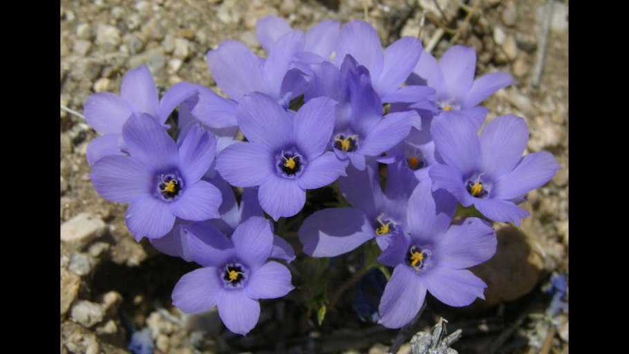 Amaryllidaceae формула