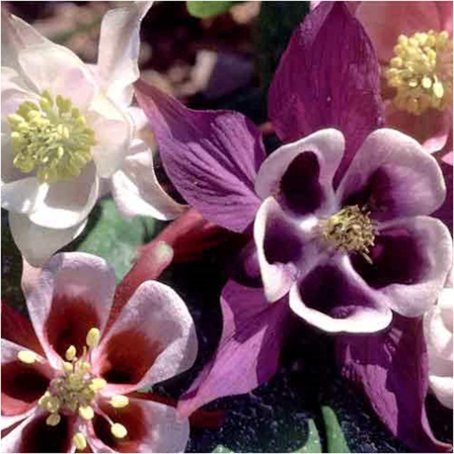 Лилантус крупноцветковый