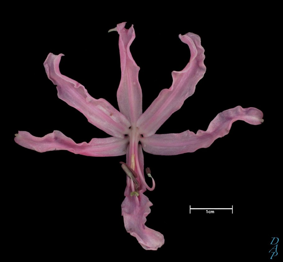 Капский после растение