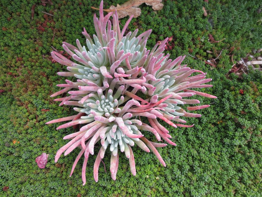 Дудлея суккулент