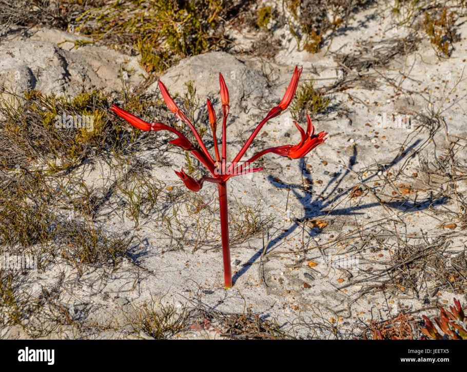 Brunsvigia bosmaniae