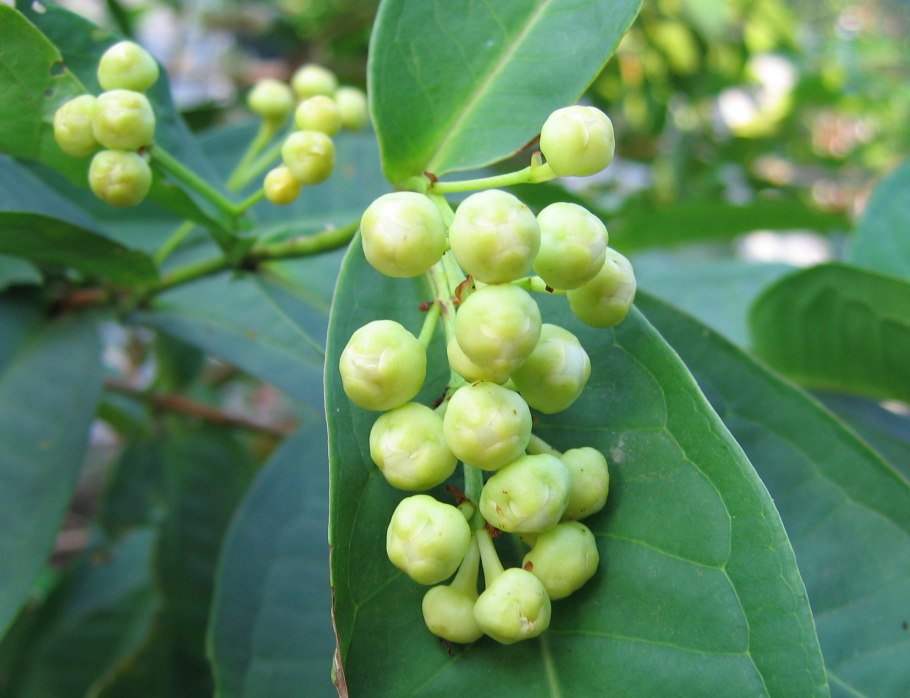 Россиянка круглолистная