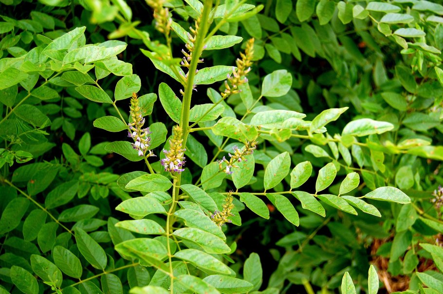 Streptopus amplexifolius