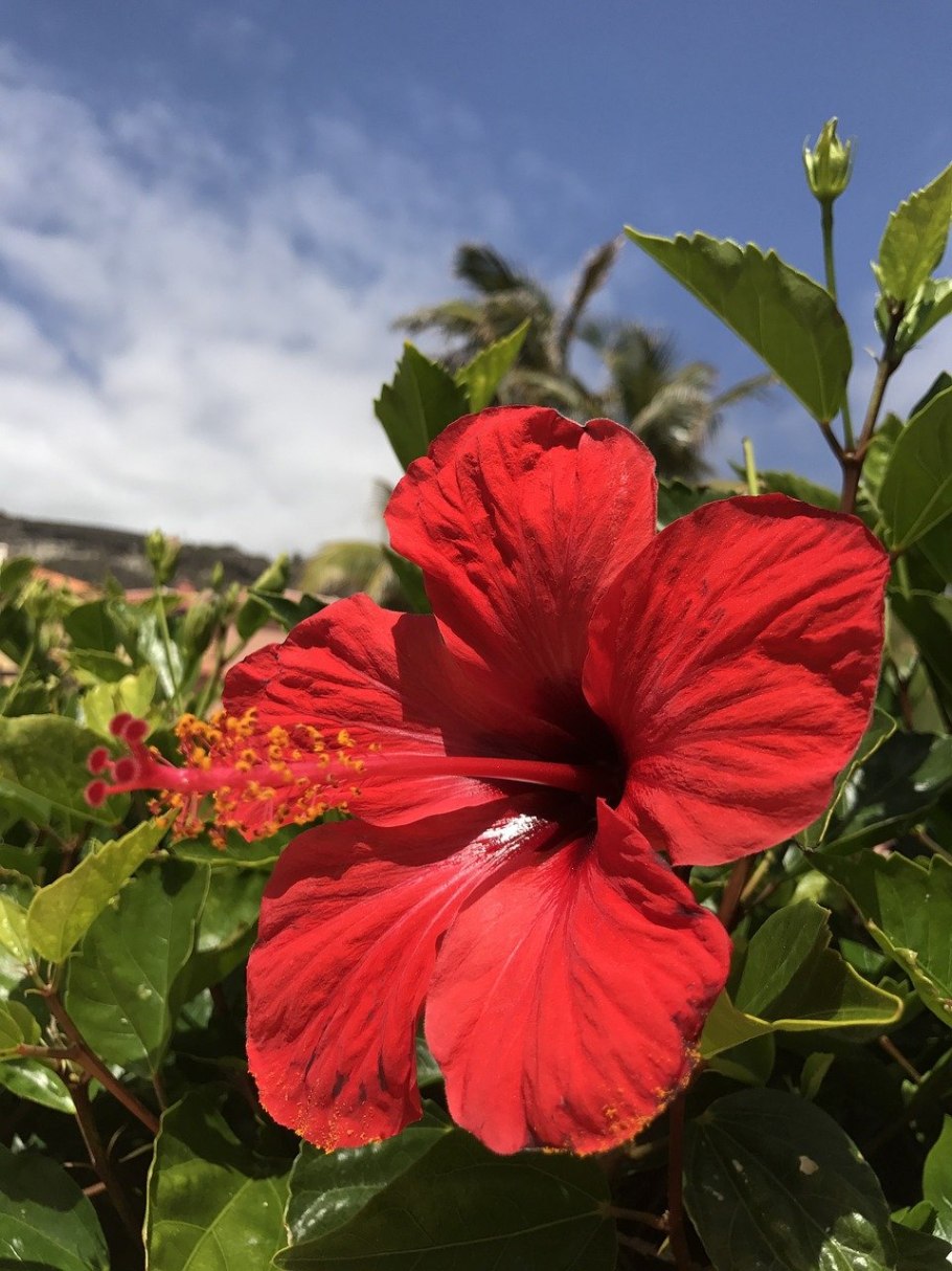 Цветок гибискуса