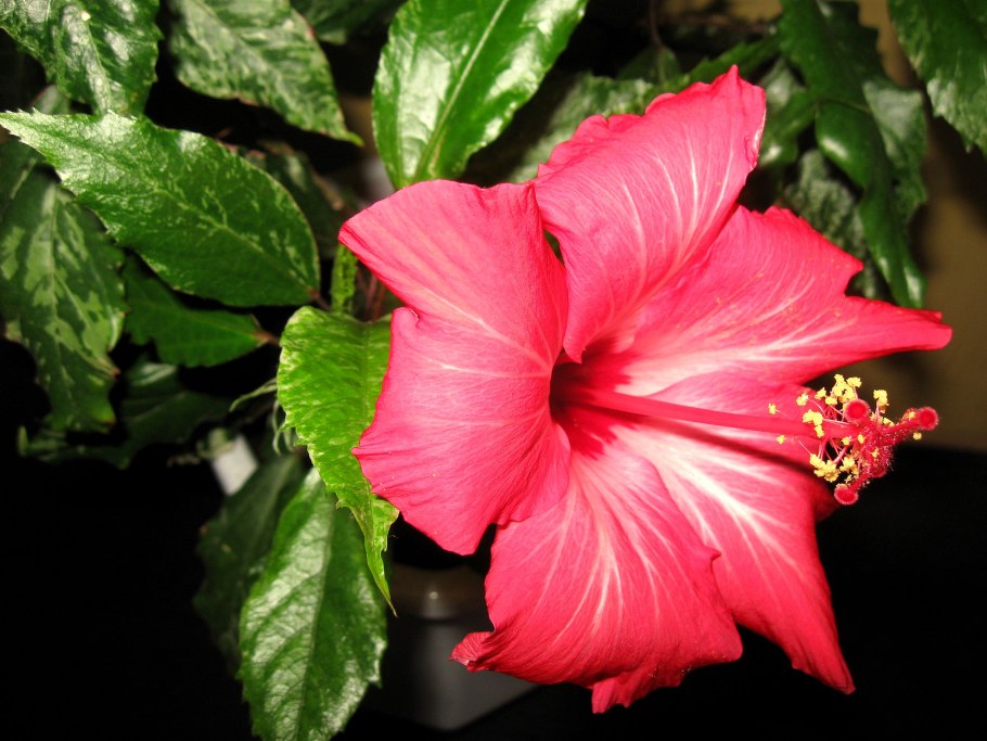 Гибискус китайский Hibiscus Rosa-sinensis