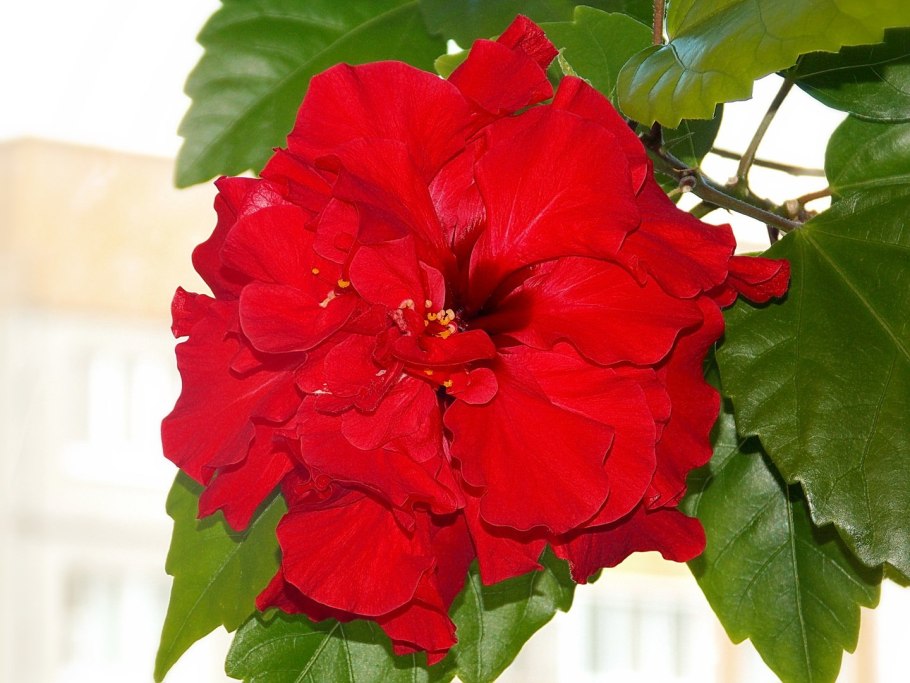 Китайская роза гибискус комнатный