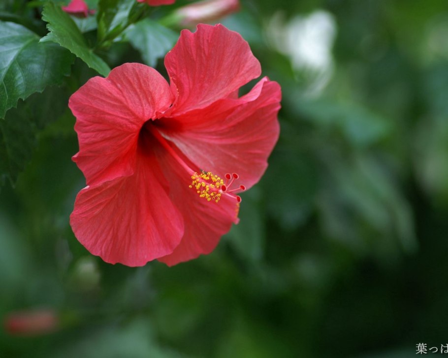 Китайская роза гибискус уличный