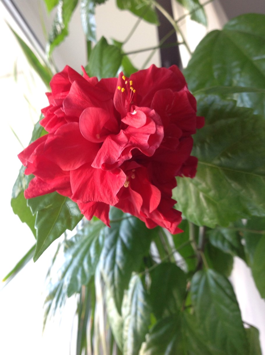 Гибискус китайская роза