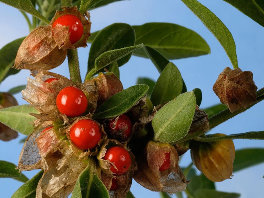 Сумах ароматный Гроу Лоу