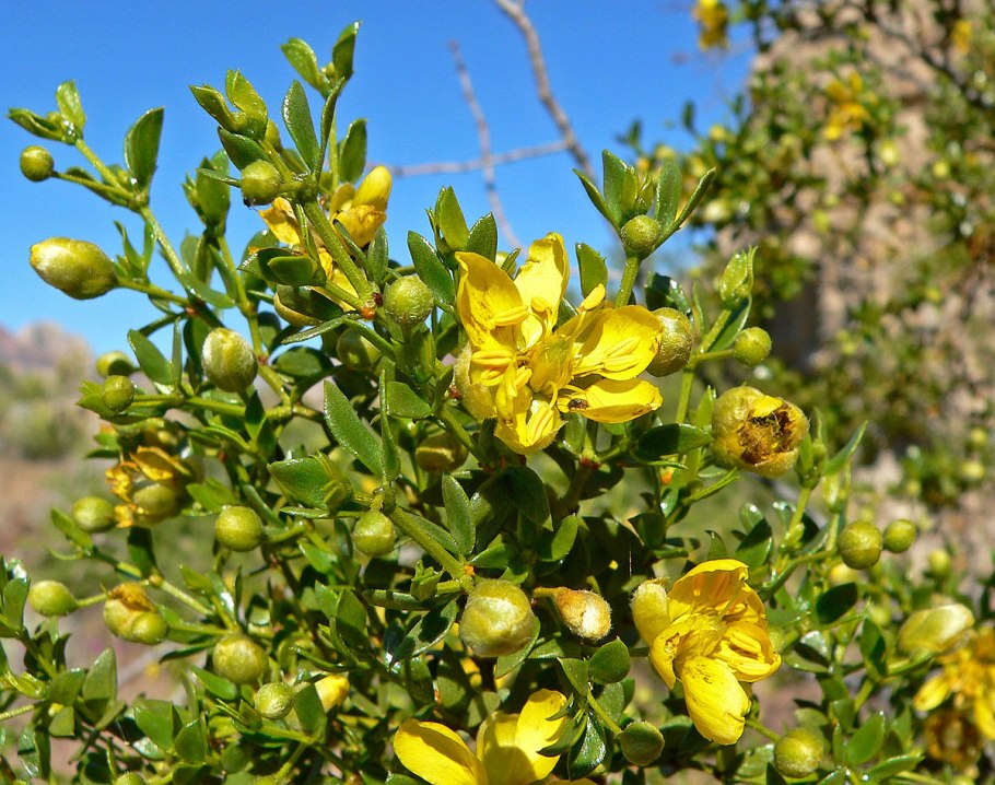 Cyrilla racemiflora