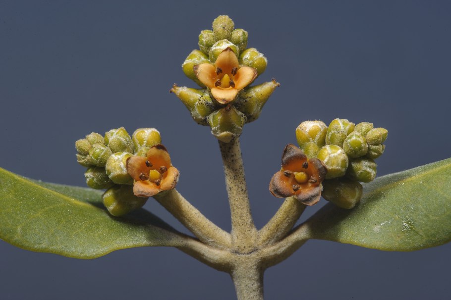 Авиценния растение