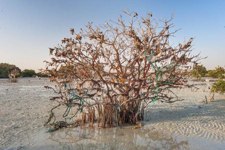 Авиценния морская Avicennia Marina