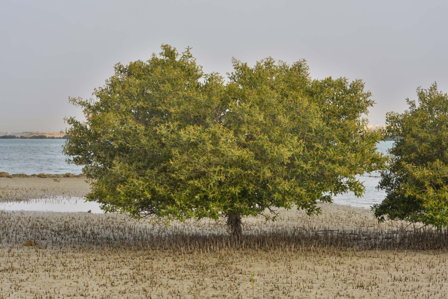Avicennia Marina