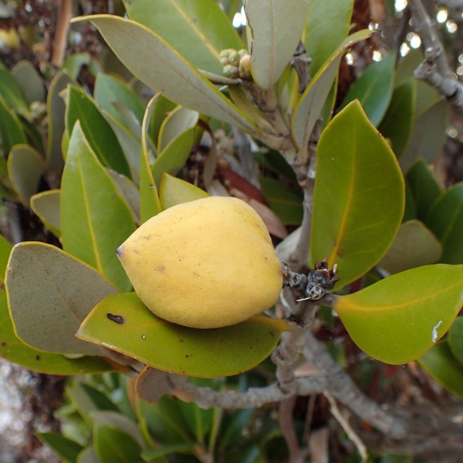 Авиценния растение