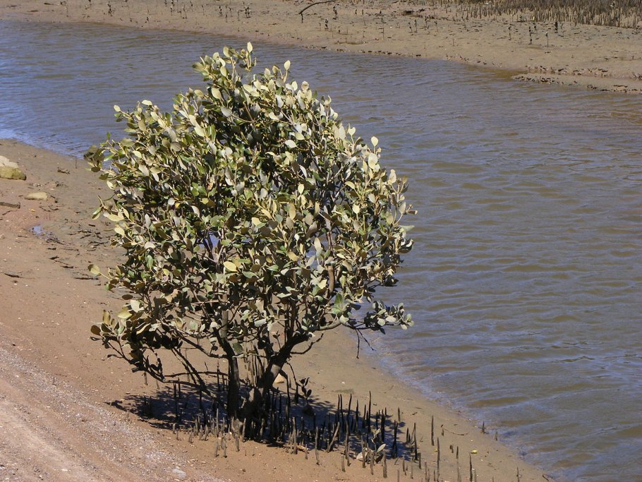 Авиценния растение